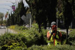 Trasplantarán 378 árboles por ciclovía en bulevar Hermanos Serdán