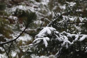 Tormenta invernal favorece nevadas en zonas altas de Puebla