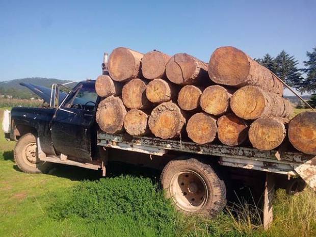 La Profepa aseguró siete vehículos con madera de ilegal procedencia en Ahuazotepec, Puebla