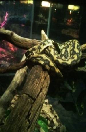 Decomisan 62 reptiles en herpetario de Six Flags