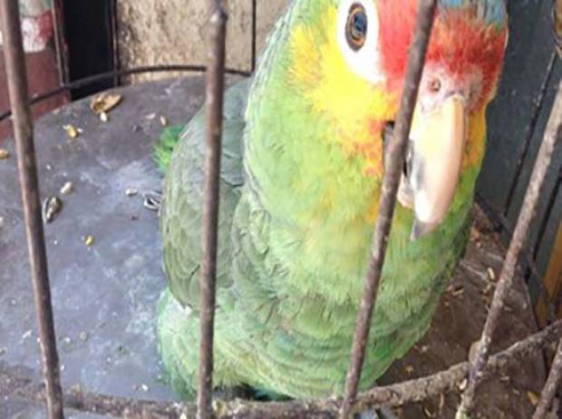Profepa rescata 16 aves exóticas en Acatlán de Osorio