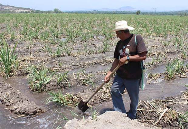 Urgen medidas que mitiguen afectaciones agrícolas por lluvias intensas: Ibero