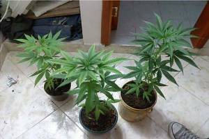 Hasta 6 plantas de mariguana en casa para consumo personal, plantea Morena