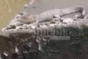VIDEO: Reportan presencia de un cocodrilo en el sur de Puebla