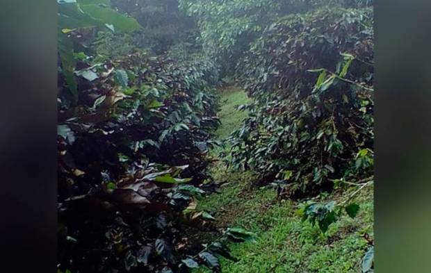 Más de mil hectáreas de café, pérdidas por Frente Frío 10, estiman productores