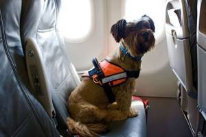 Conoce las normas para viajar en avión con tu mascota