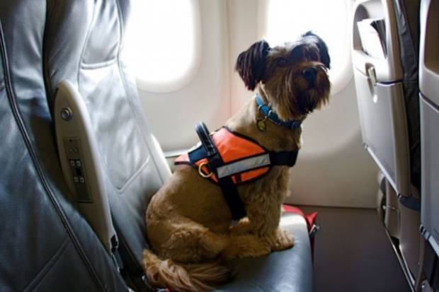Conoce las normas para viajar en avión con tu mascota
