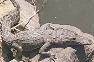 Resguardan a cocodrilo que se paseaba por canal de Teziutlán