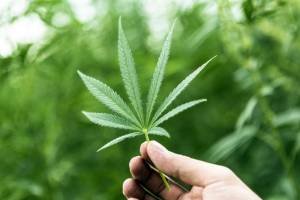 Cannabis podría ser nuestro oro verde: ONG