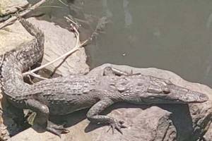 Resguardan a cocodrilo que se paseaba por canal de Teziutlán