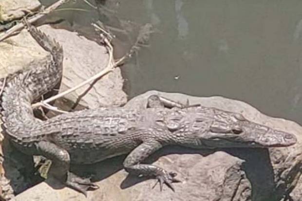 Resguardan A Cocodrilo Que Se Paseaba Por Canal De Teziutl N