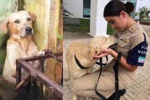 Marina adopta al perro que rescató de las inundaciones en Tabasco