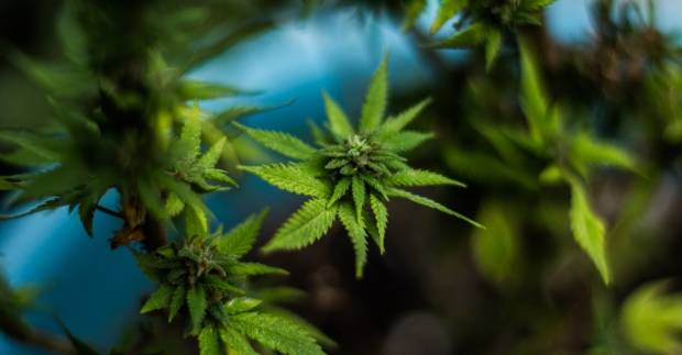 Salud revocará lineamientos para marihuana medicinal