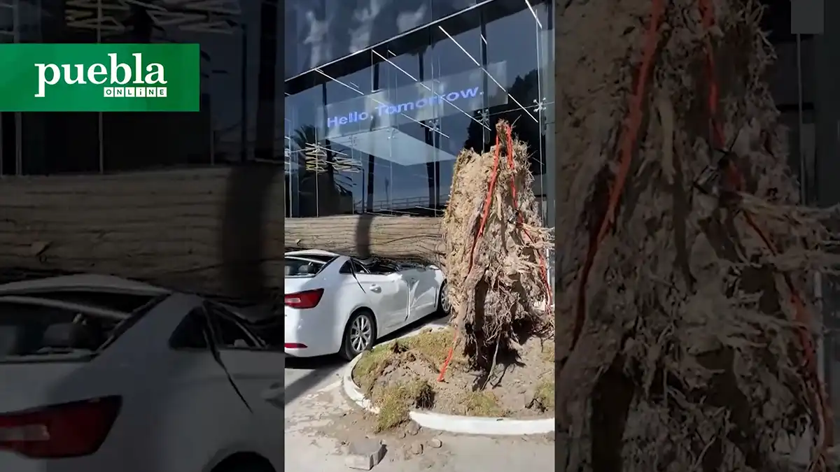 Enorme árbol cae sobre cuatro autos tras fuertes vientos en Puebla