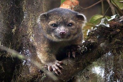 Con ustedes Olinguito, nueva especie animal en Sudamérica