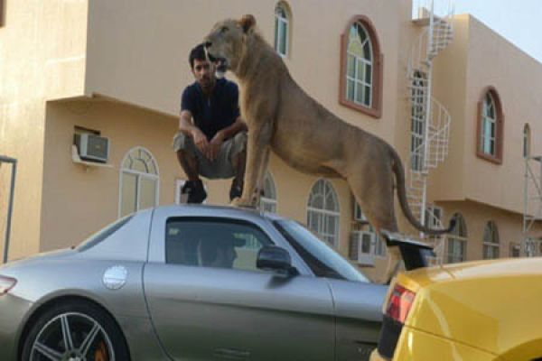 Leones, las mascotas de moda entre los jóvenes millonarios árabes 