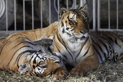 Africam Safari en espera de animales que salgan de circos