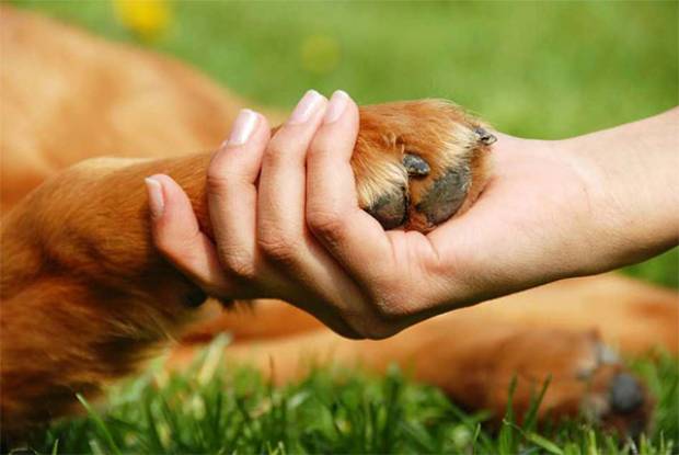 ¿Amas a tu mascota? Pues cómprale un seguro de gastos