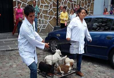 Ayuntamiento de Puebla realiza operativo contra venta ilegal de animales en Analco