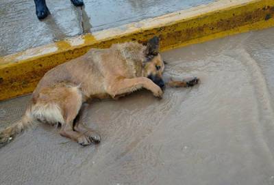 FOTOS: Indigna matanza de perros a balazos en Chignahuapan, Puebla