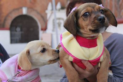 Mascotas de Puebla reciben la bendición en San Antonio Abad