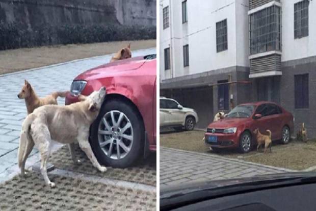 Perro vengador; fenómeno en redes sociales