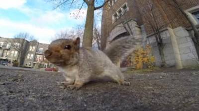 VIDEO: Ardilla se robó una cámara GoPro