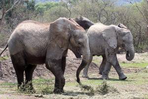 Africam Safari produce biogás con heces de elefantes en Puebla