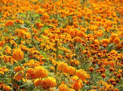 Puebla, primer productor nacional de flor a cielo abierto