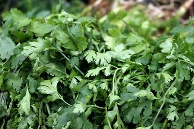 Productores de cilantro en Puebla pierden 60 mdp por veto en EU