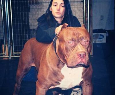 Hulk, el pit bull de 79 kilos que cuida bebés