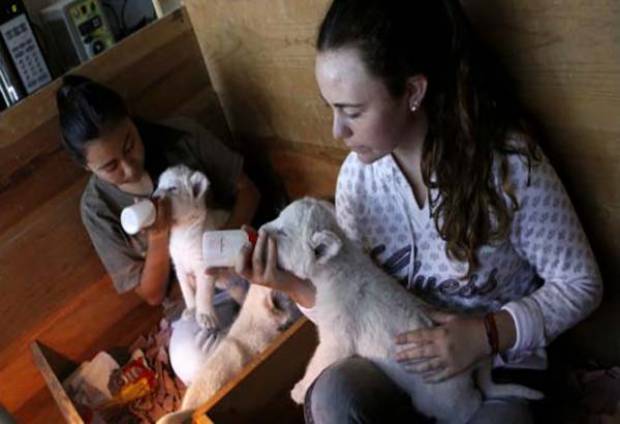 Felinos nacidos en Puebla, a zoológicos de Latinoamérica