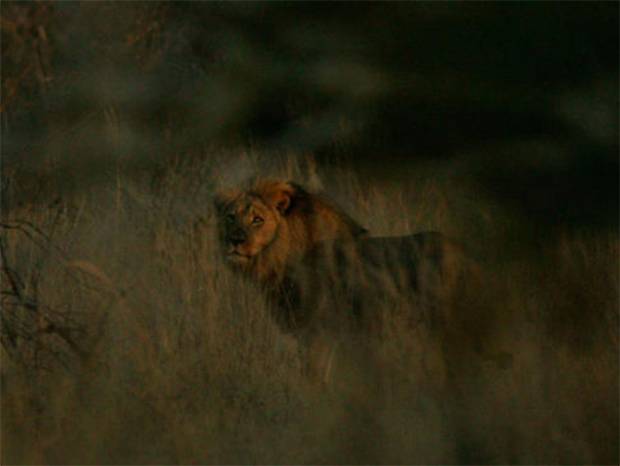 Zimbabue confirma que león Jericho sigue vivo