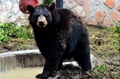 Una pareja de osos negros, nuevos habitantes de zoo en Puebla