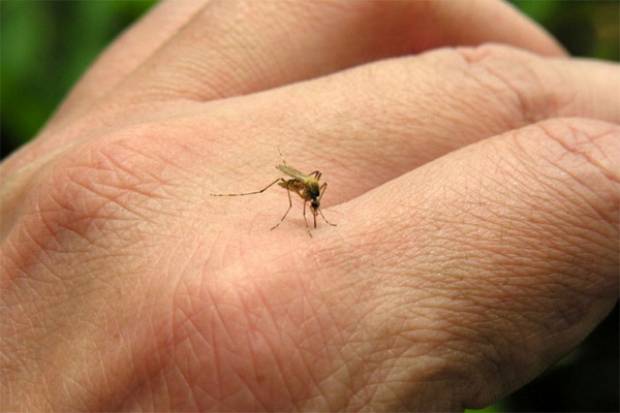 Puebla libre del virus del chikungunya, confirma Salud