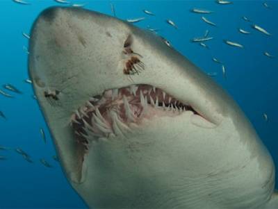 Capturan tiburón con cabeza humana a medio digerir
