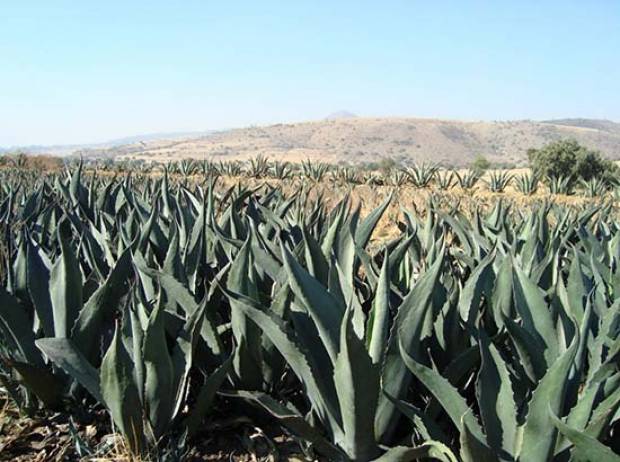 Rescatarán en 85 municipios de Puebla cultivo de maguey pulquero