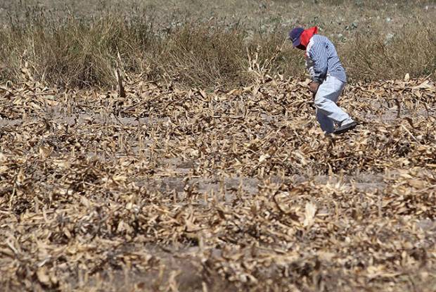 Canícula trajo sequía y malas cosechas a la Mixteca poblana