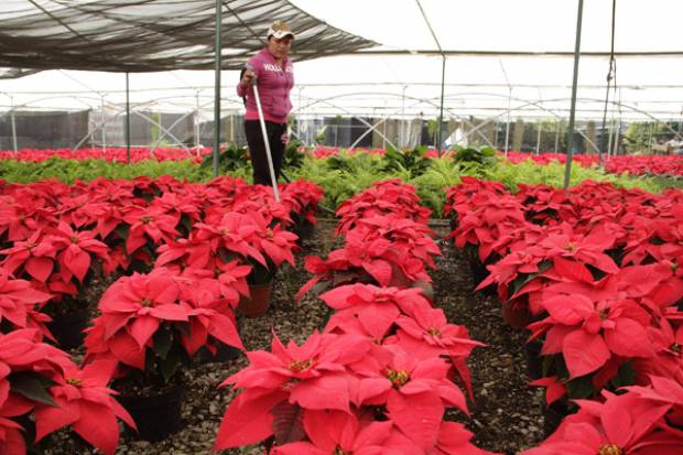 Puebla aporta 23% de la producción nacional de Nochebuena