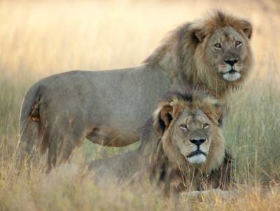 Difunden última foto de Cecil antes de ser cazado por dentista en Zimbabue