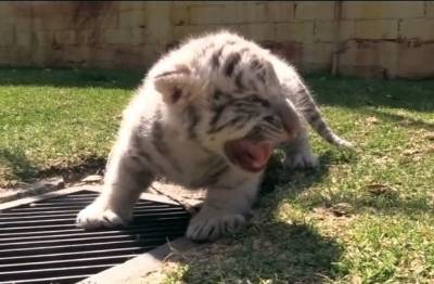 Nace cría de tigre blanco en zoológico de Puebla