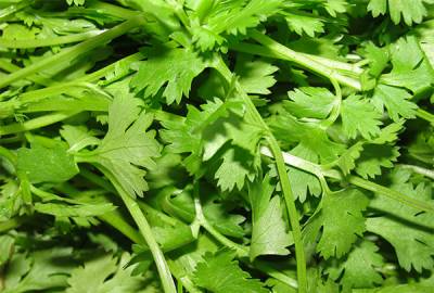 EU prohíbe importación de cilantro de Puebla por contener heces humanas