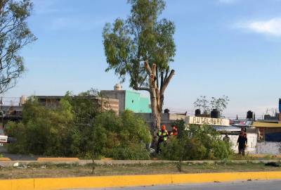 Cayó rama de árbol en San Ramón y obstruyó circulación en avenida 11 Sur