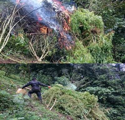 PGR destruye casi 2 mil plantas de marihuana en Huauchinango, Puebla