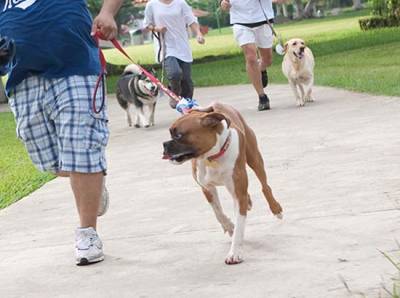 ¿Beneful envenenó y mató a 3 mil perros?