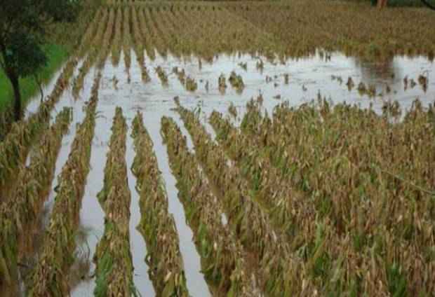 Granizadas dañan 111 hectáreas de cultivos en Nealtican