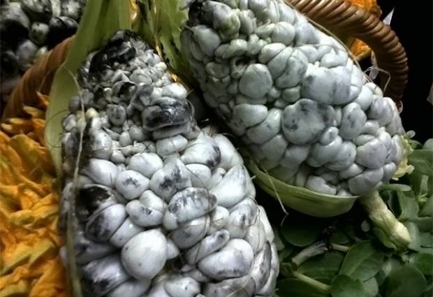 Cultivos de maíz se transforman en huitlacoche en Puebla