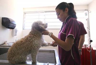 Hospital Veterinario BUAP cumple 8 años