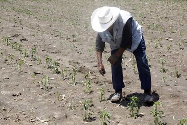 Granizadas siniestran 2 mil 500 hectáreas de cultivos en Puebla