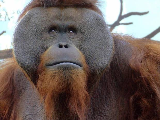 Murió Jambi, orangután del zoológico de Chapultepec